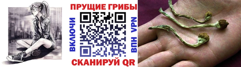 Галлюциногенные грибы Psilocybine cubensis  мега tor  Ступино  хочу наркоту 